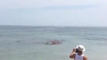 Cape Cod Beach Evacuated After Great White Shark Mutilates Poor Seal Within Feet Of Swimmers