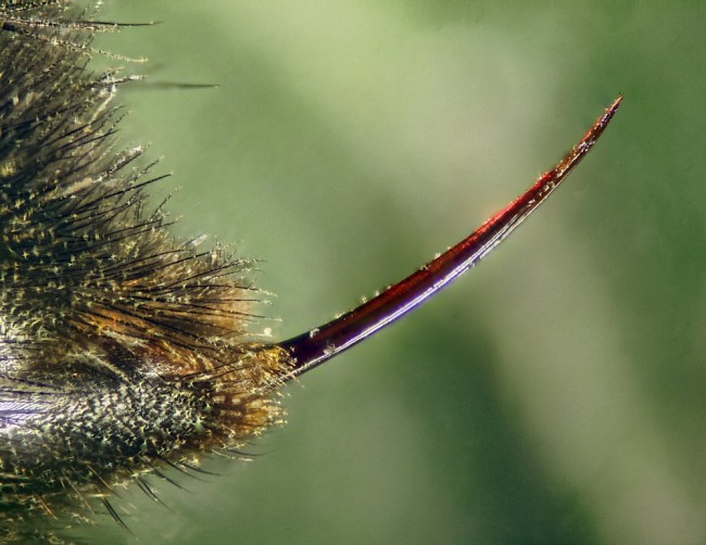 bee stinger