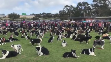 576 Good Dogs Set World Record For ‘Most Border Collies’ In One Place And This Is What Heaven Looks Like