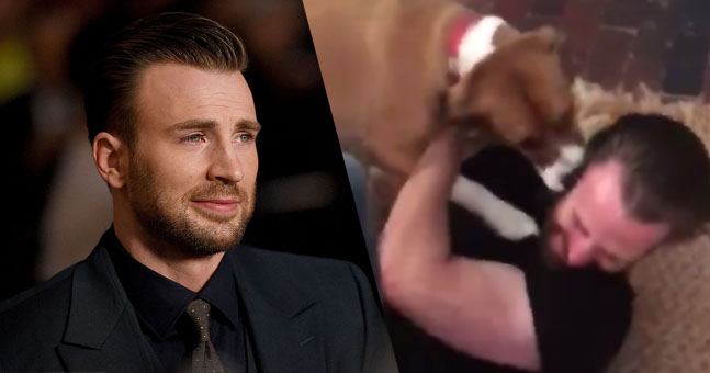 chris evans reunion dog dodger