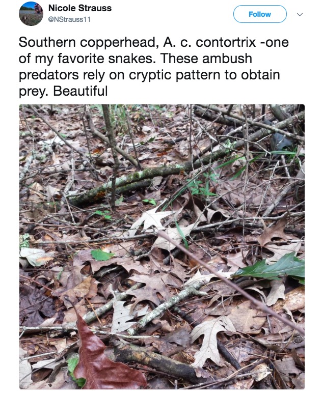 hidden snake