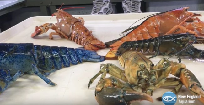 rare yellow lobster 1 in 30 million new england aquarium