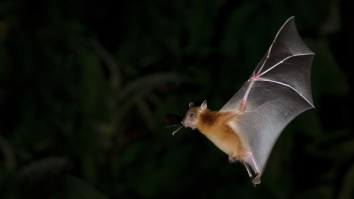 This Irish Family Trying Desperately To Get A Crazy Bat Out Of Their House Is Why I Love The Internet