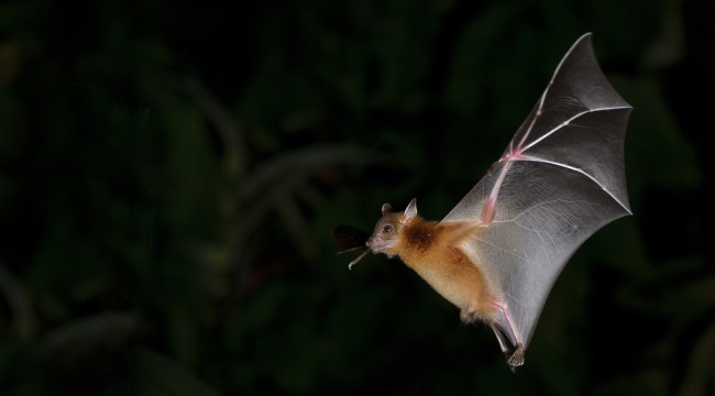 flying bat
