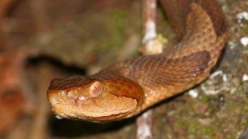 Nobody Can Find The Hidden Snake In This Photograph And I Lost My Mind Looking For It