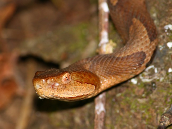 copperhead snake