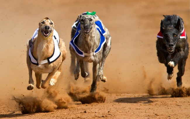 greyhound racing