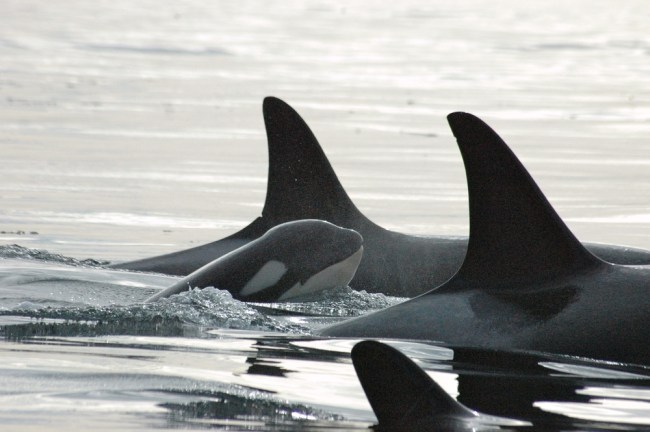 killer whales
