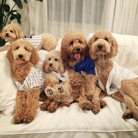 mlb dog jerseys