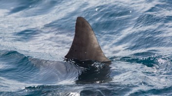 Aussie Woman Casually Picks Up A Shark That’s Stuck In A Pool And Throws It Back In The Ocean