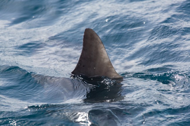 shark fin
