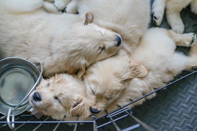 Dogs
