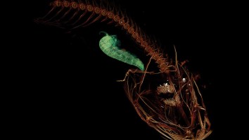 Scientists Discover The Deepest-Ever Fish In The Mariana Trench – Over 5 Miles Underwater!