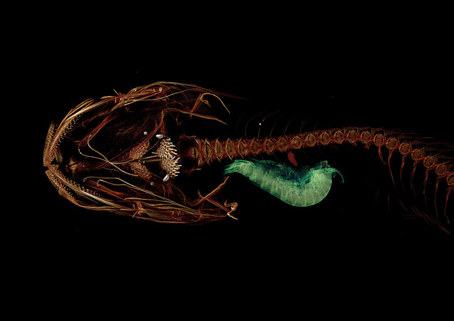 Mariana snailfish