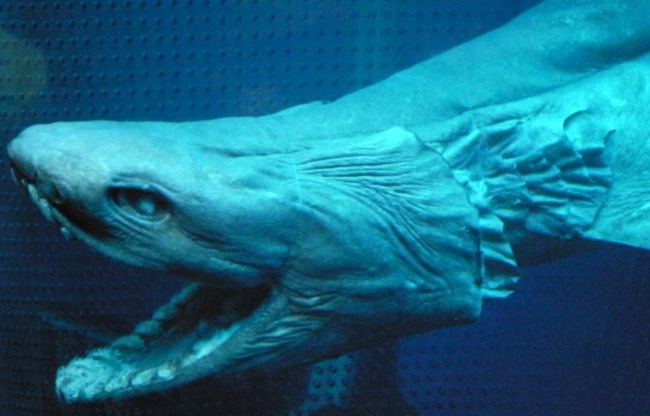 Frilled Shark