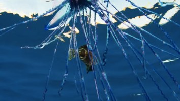 Nature Is Metal: Portuguese Man O’ War Travels Open Ocean, Paralyzes Fish With Gnarly Tentacles