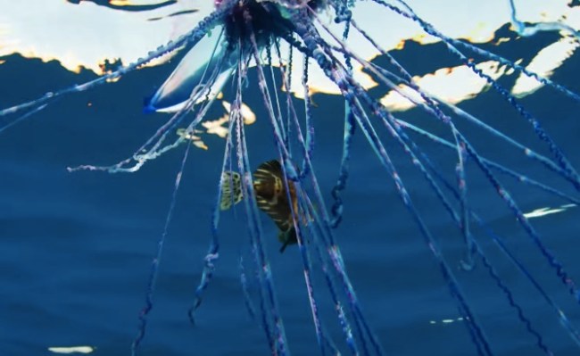 Portuguese Man O' War