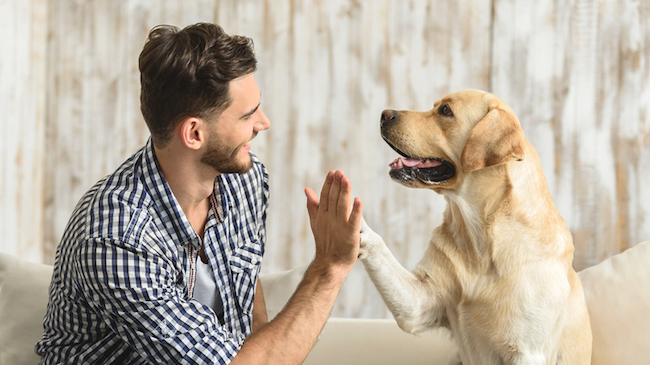 dog high fiving man