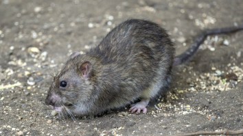 Watch Two New York City Rats Battle Each Other Til The End For A French Fry