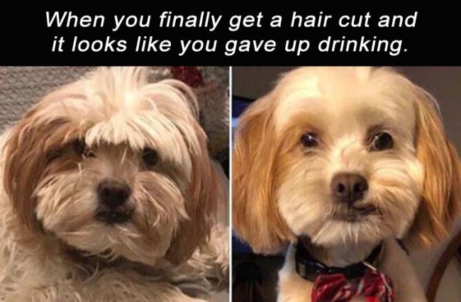 best funny memes dog meme