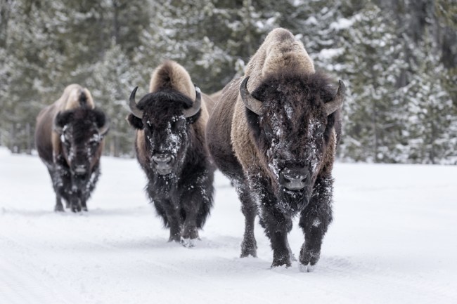 bison buffalo