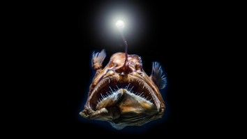 People’s Minds Are Exploding Over This Animation Which Shows How Deep The Ocean Really Is