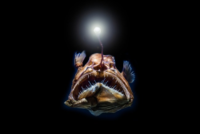 deep sea creatures