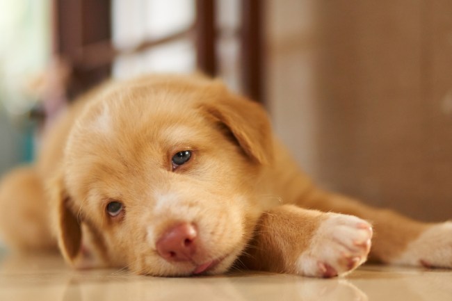 sad puppy