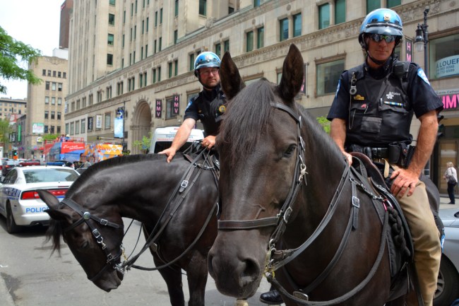 police horse