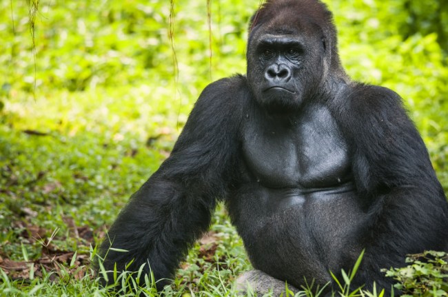 Gorilla