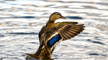 An Australian Dictionary Named ‘Milkshake Duck’ As Their ‘Word Of The Year’ And It’s Brilliant