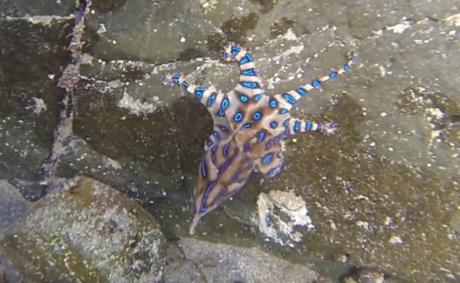 blue-ringed octopus australia