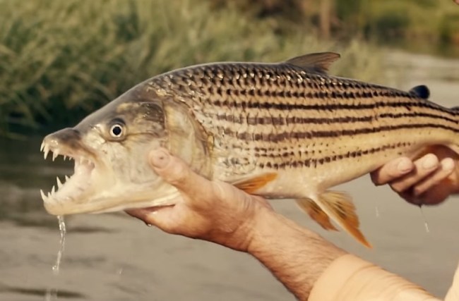 Tiger Fish Fishing Botswana