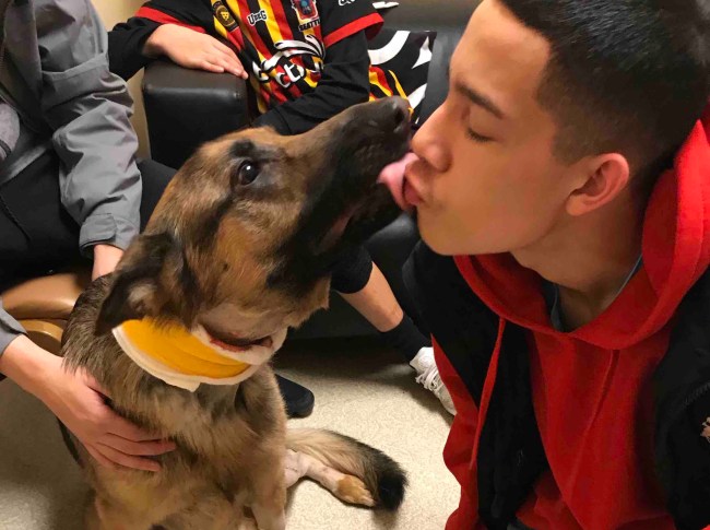 Hero German Shepherd Rex