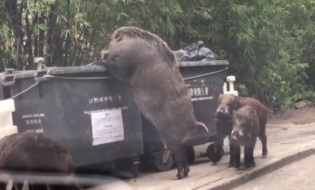 Pigzilla