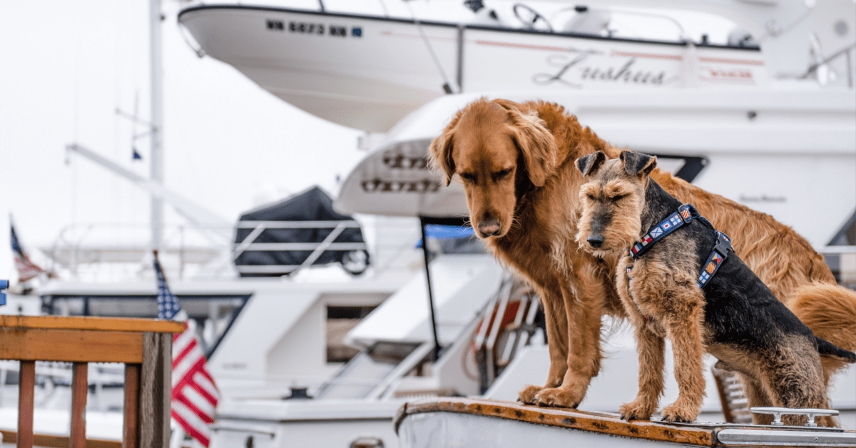 popular dog breeds instagram