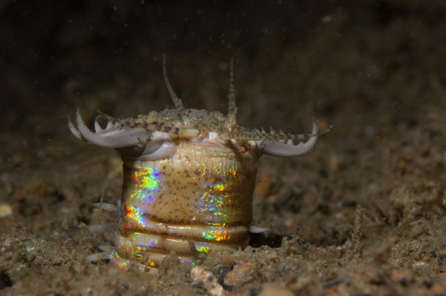 Bobbit Worm