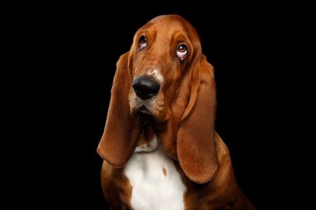 basset hound dog