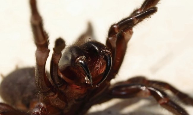sydney funnel web spiders
