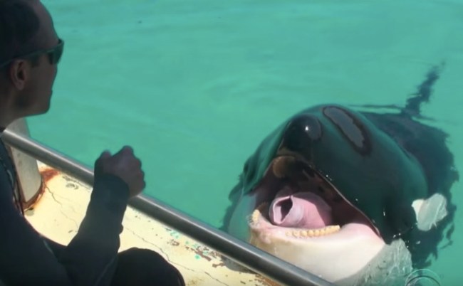 world's first talking killer whale