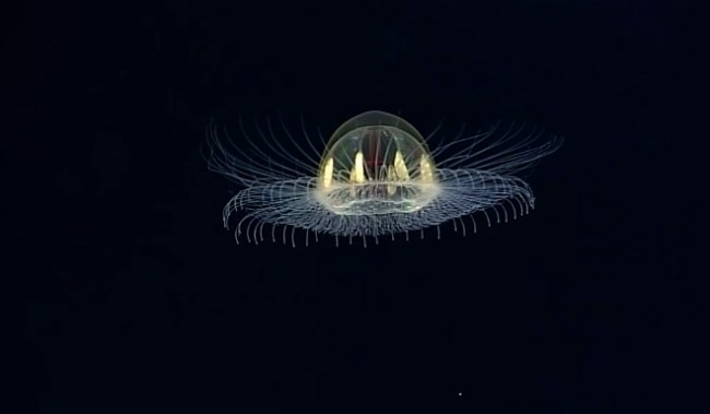 UFO jellyfish