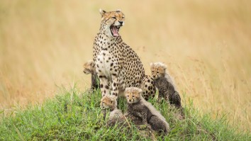 A Cheetah Jumped Into A Man’s Jeep On A Safari So Watch The Longest Minute Of His Life