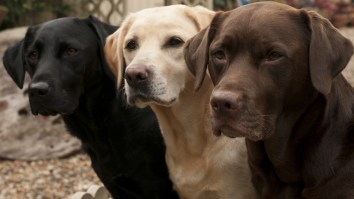 The Most Popular Dog Breeds In America Are All Number One In My Heart