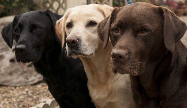 labrador retrievers