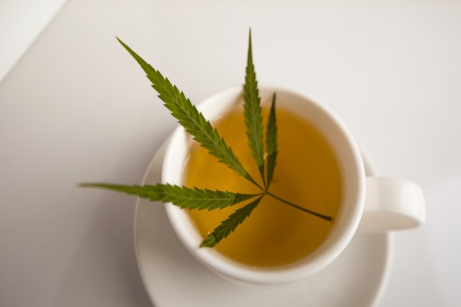 cannabis tincture