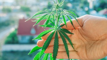 Cannabis And Your Testosterone Levels: Does Blazing Up Bring Them Down?