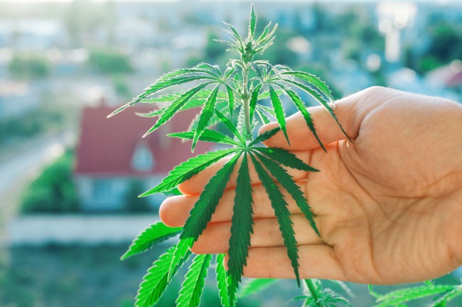 cannabis testosterone