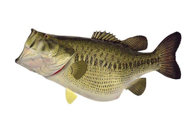largemouth bass