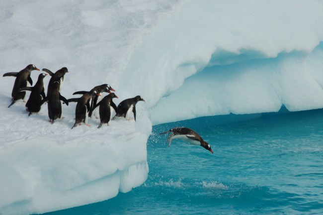 penguins