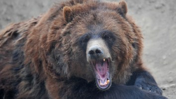 Some Dude Ran The Numbers And Here Are The Actual Odds Of Getting Bit By Both A Shark And A Bear
